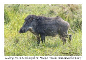 Wild Pig