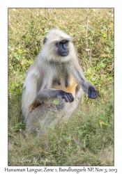 Hanuman Langur