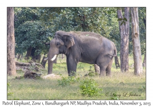 Patrol Elephant