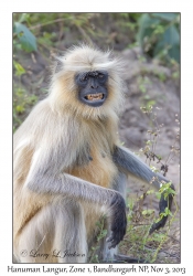 Hanuman Langur