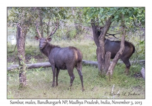 Sambar