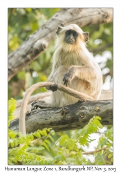 Hanuman Langur