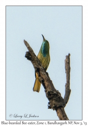 Blue-bearded Bee-eater