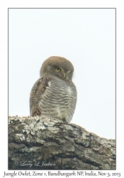 Jungle Owlet