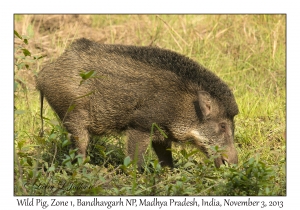 Wild Pig