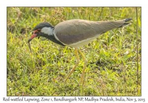 Red-wattled Lapwing