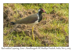 Red-wattled Lapwing