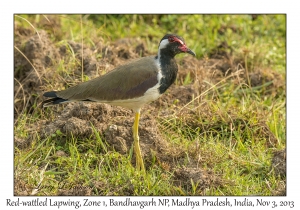 Red-wattled Lapwing