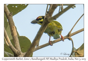 Coppersmith Barbet