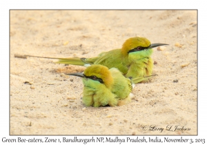 Green Bee-eaters