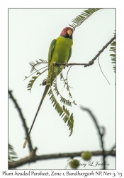 Plum-headed Parakeet