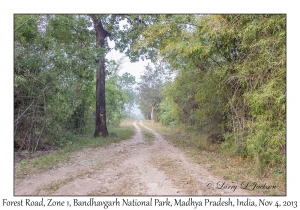 Forest Road