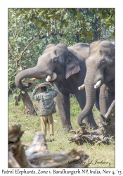 Patrol Elephants