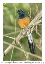 White-rumped Shama