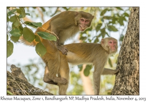 Rhesus Macaques