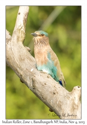 Indian Roller
