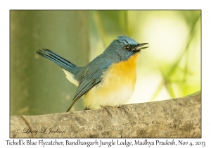 Tickell's Blue Flycatcher