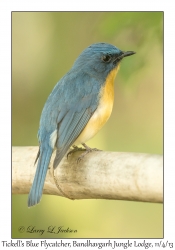 Tickell's Blue Flycatcher