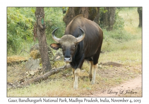 Gaur