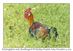 Red Junglefowl