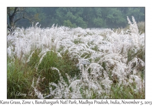Kans Grass