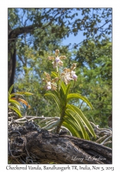 Vanda tessellata