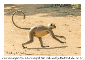 Hanuman Langur