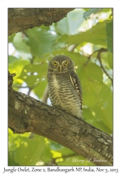 Jungle Owlet