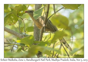 Sirkeer Malkoha