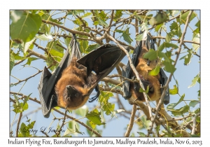 Indian Flying Fox