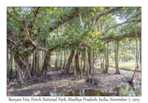 Banyan Tree