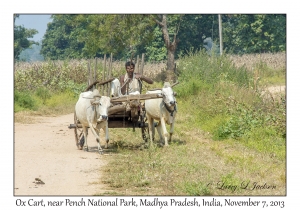 Ox Cart