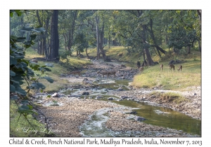 Chital & Creek