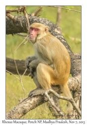 Rhesus Macaque