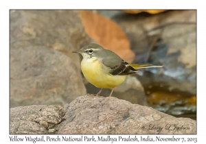 Yellow Wagtail