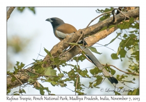 Rufous Treepie