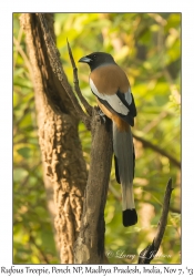 Rufous Treepie