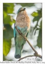 Indian Roller