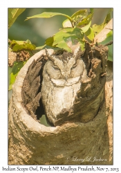 Indian Scops Owl