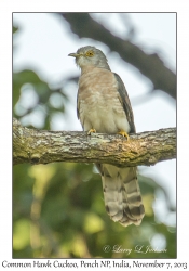 Common Hawk Cuckoo