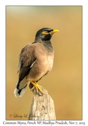 Common Myna