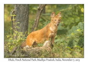 Dhole