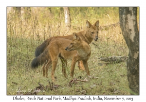 Dhole