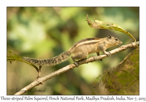 Three-striped Palm Squirrel