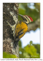 Lesser Goldenback, male