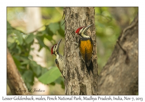 Lesser Goldenback, males