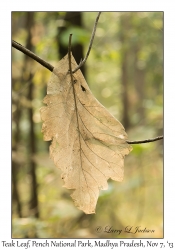Teak Tree leaf