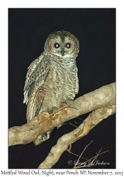 Mottled Wood Owl at night