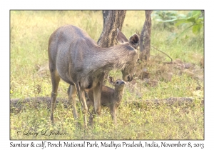 Sambar, female & calf