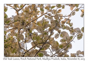 Old Teak Tree leaves